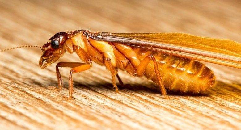 How to Deal With Termite Swarmers Infestation in the Home