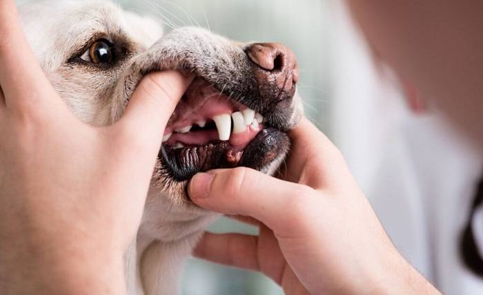 Why Must Puppy Parents Check Their Pets Teeth Regularly
