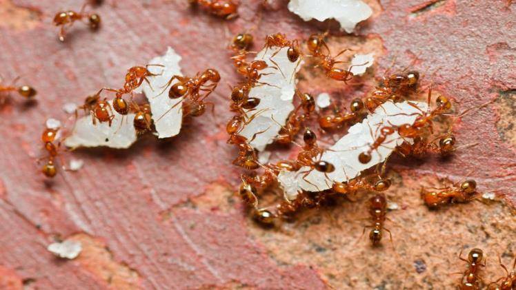 Eliminate Ant Infestation in The House With These Methods