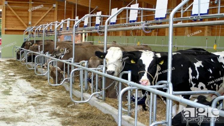 The Importance of Livestock Barns